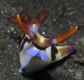   Chamberlains Nembrotha  